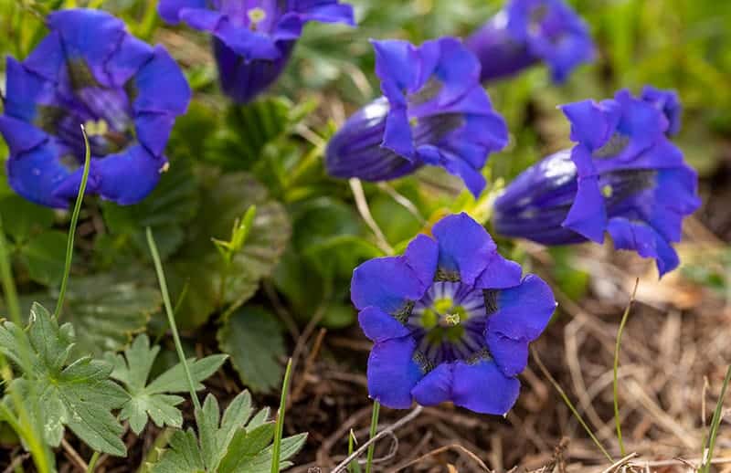 Gentians