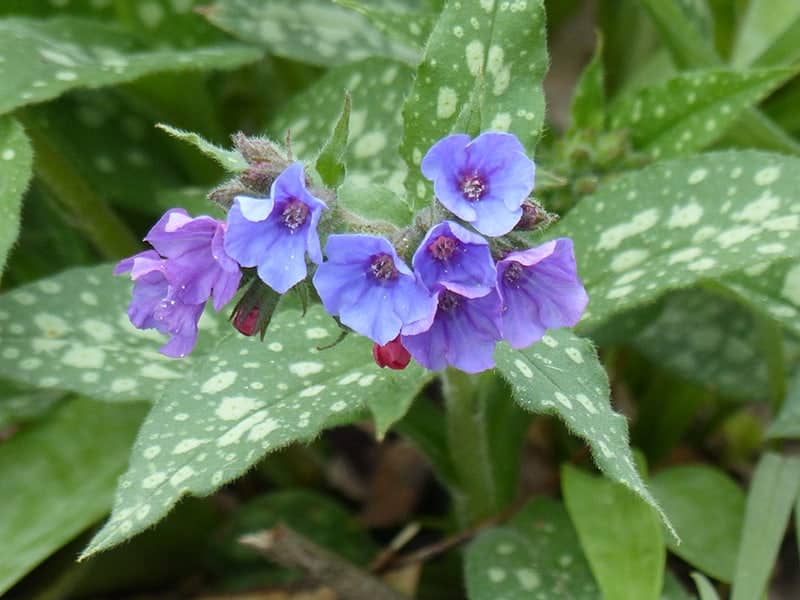 Lungwort