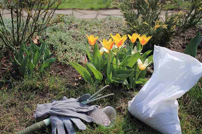 Bone meal is best used to fertilize root crops and flowering plants