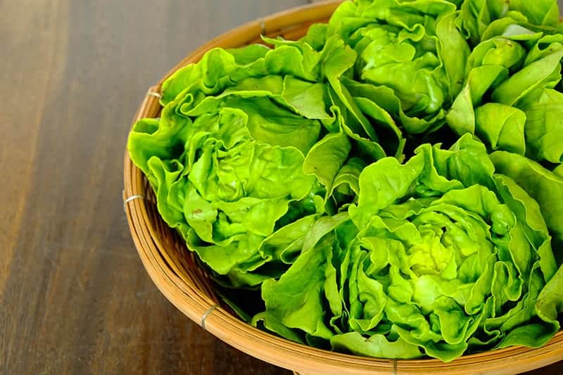 Butterhead Lettuce