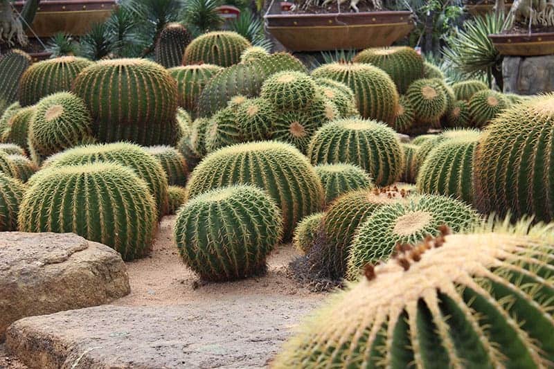 CACTUS GARDEN