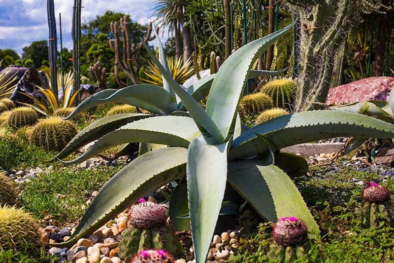 Aloe Meets Cactus