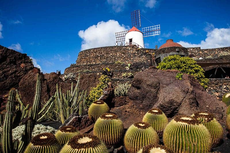 Cacti Hills