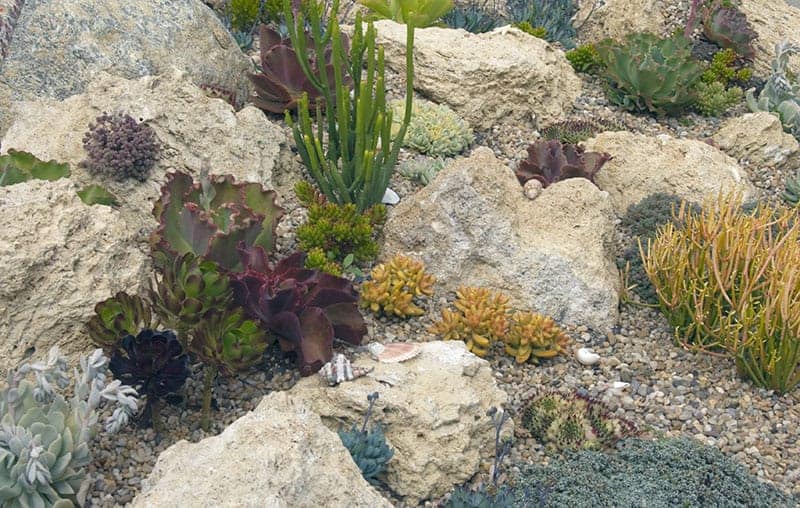Cacti in a Rock Gardeen