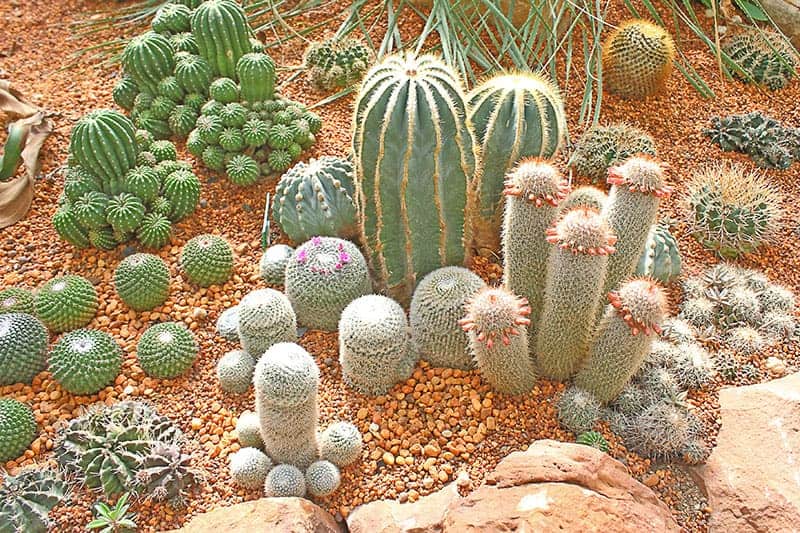 CACTUS GARDEN