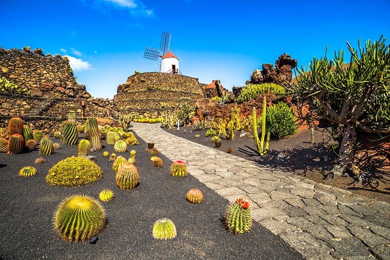 Cacti Leading the Way