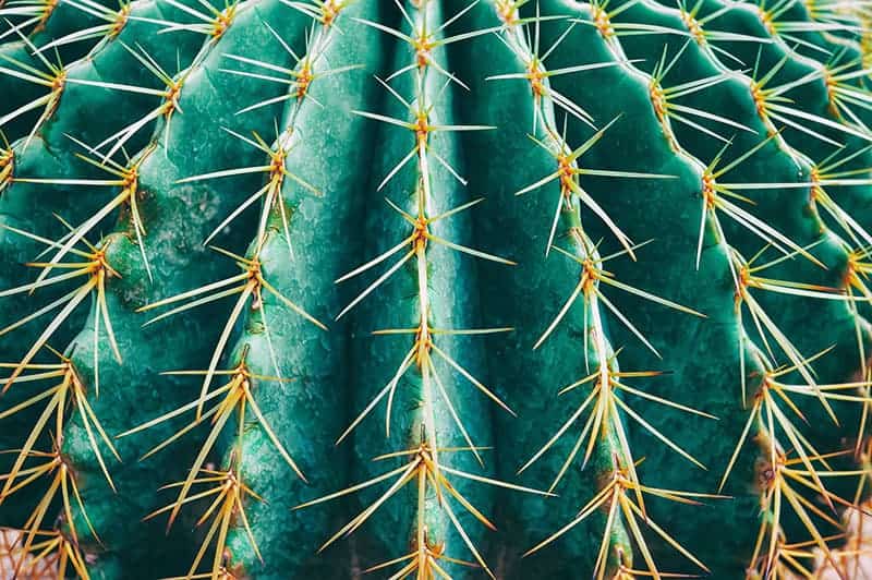 Cactus Fences