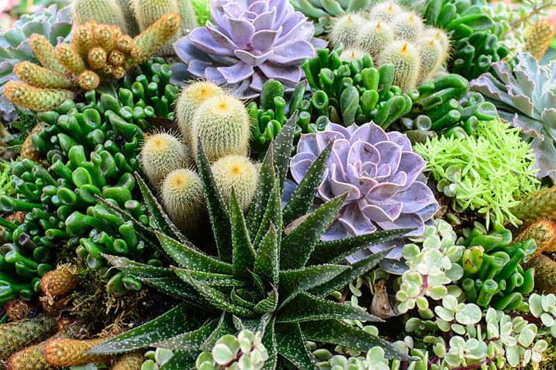 Cactus in a flowerbed