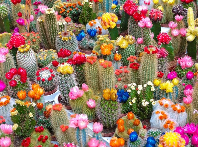 Cactus in Bloom