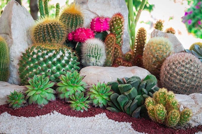 CACTUS GARDEN