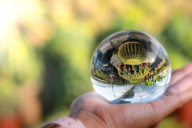 Glass Balls Reflecting Cacti