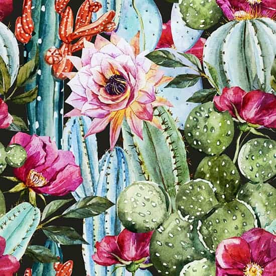 Go For Exotic Cacti