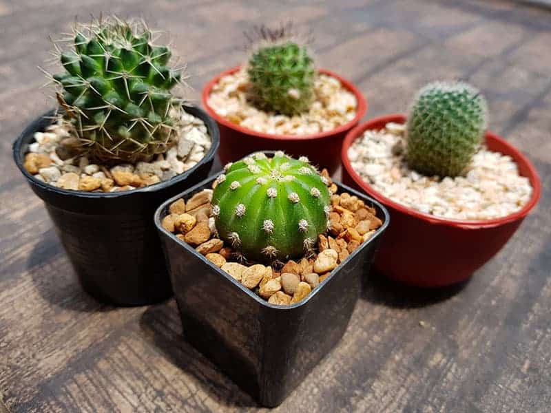 Tiny Cacti