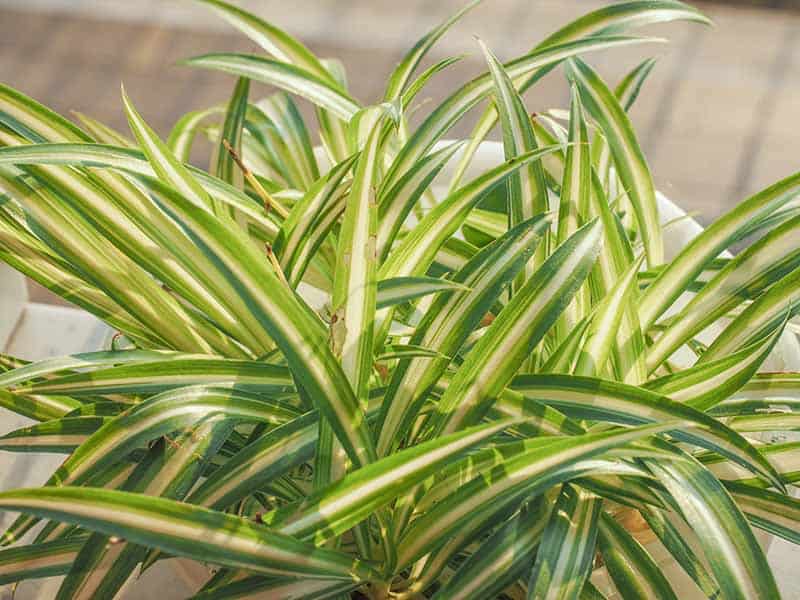 Chlorophytum comosum Vittatum Houseplant Spider Plant Variegated