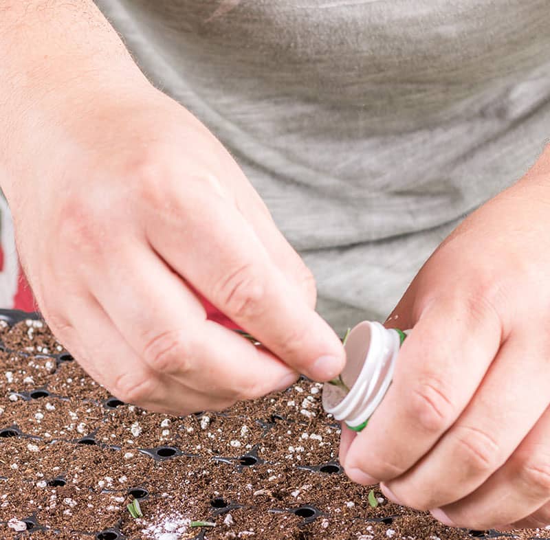 Cloning plants with rooting hormone