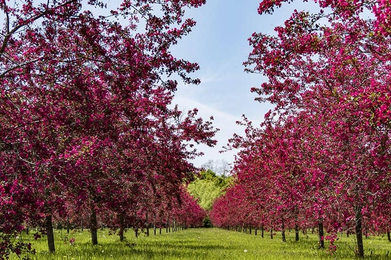 Crabapple temperaturförhållande