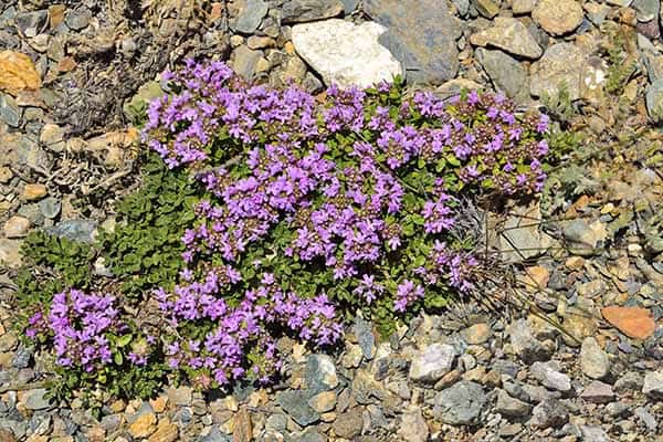 creeping thyme creeping thyme