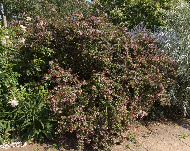 Glossy Abelia
