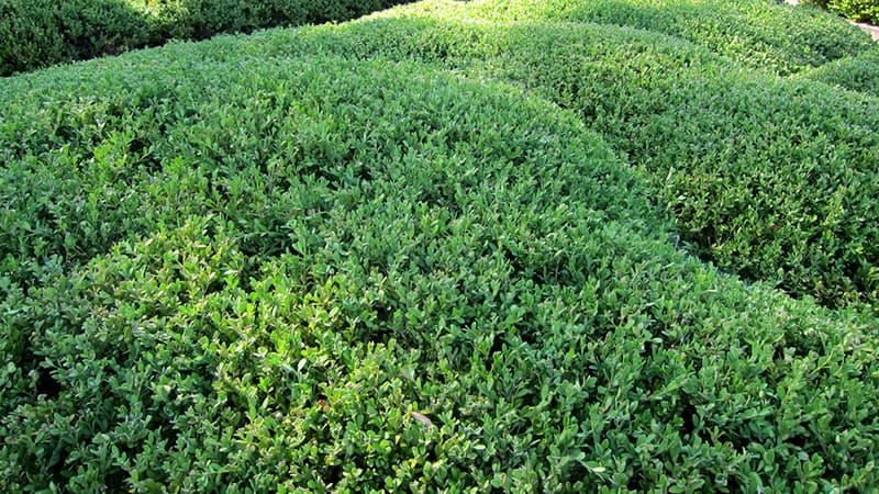 Korean Boxwood
