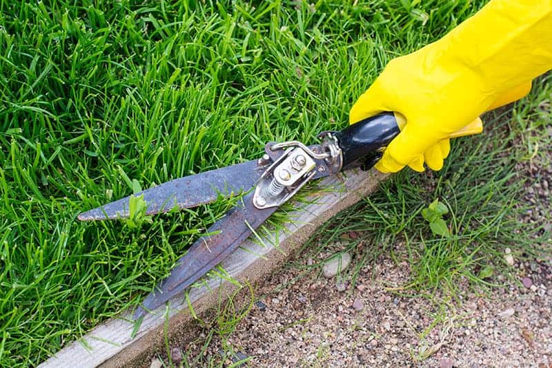 Edging the grass with a grass shear