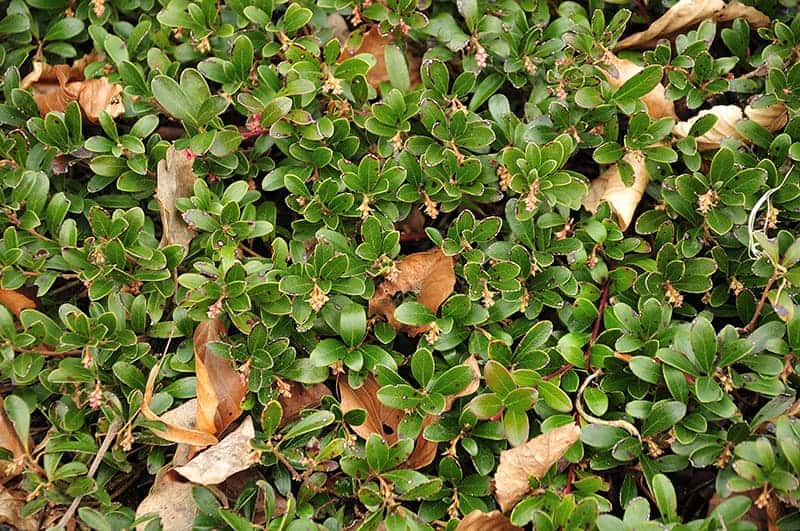 Bearberry (Arctostaphylos uva-ursi)