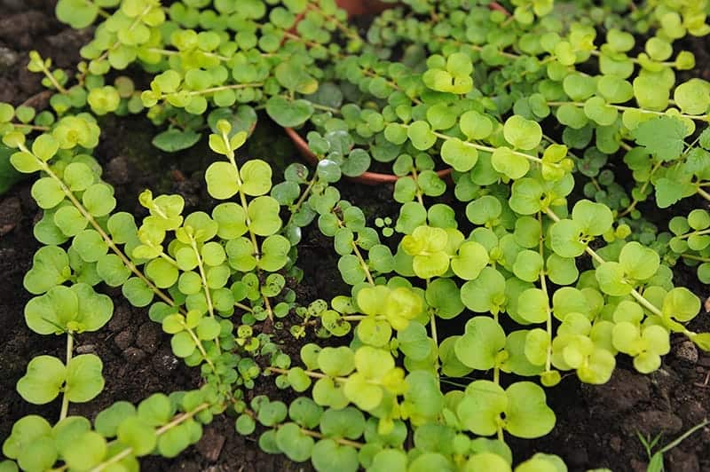 Creeping Jenny (Lysimachia Nummularia)