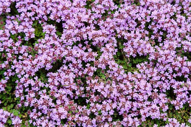 Creeping Thyme (Thymus Serpyllum Coccineus)