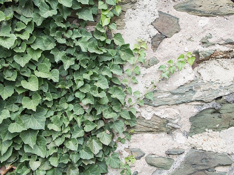 Hedera helix (English Ivy)