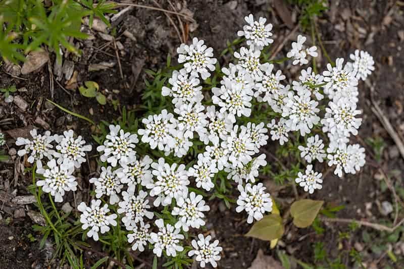 Candytuft (Iberis sempervirens)