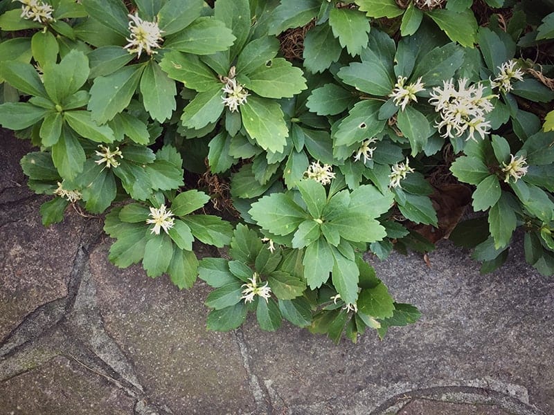 Japanese Spurge (Pachysandra terminalis)