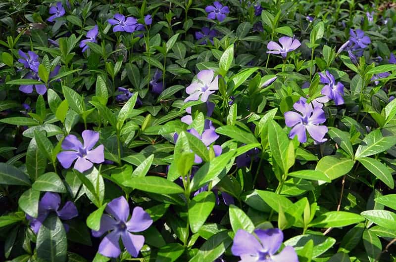 Trailing Periwinkle (Vinca minor)