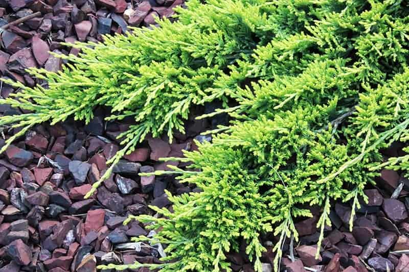 Creeping Juniper (Juniperus horizontalis)