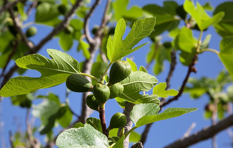 Fig tree climate