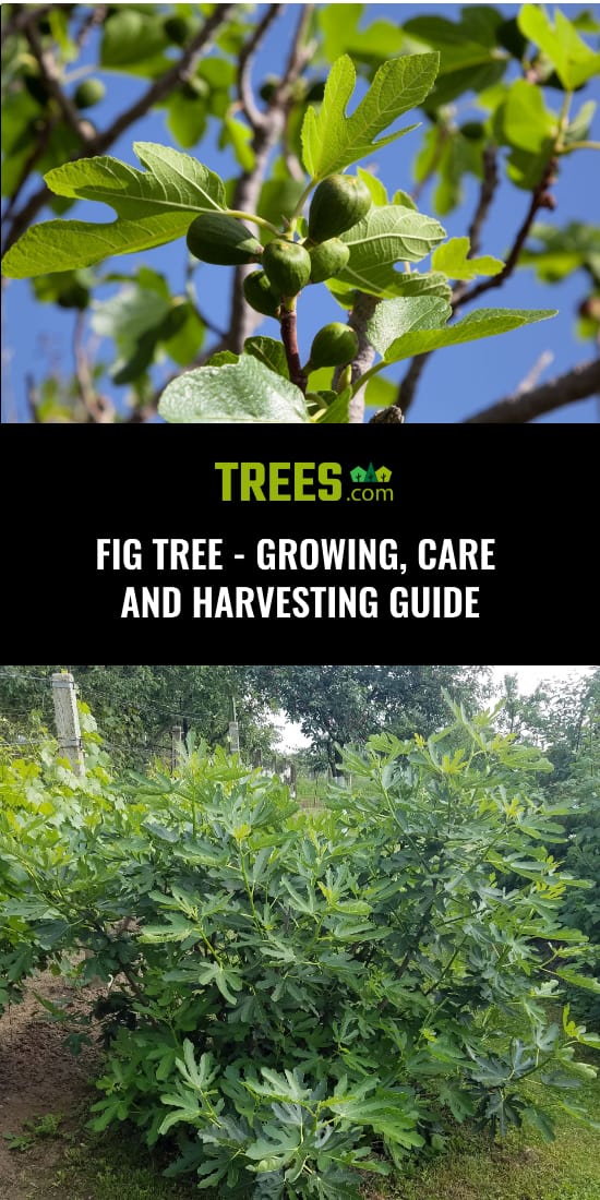 Fig Tree Growing Care And Harvesting Guide Trees Com