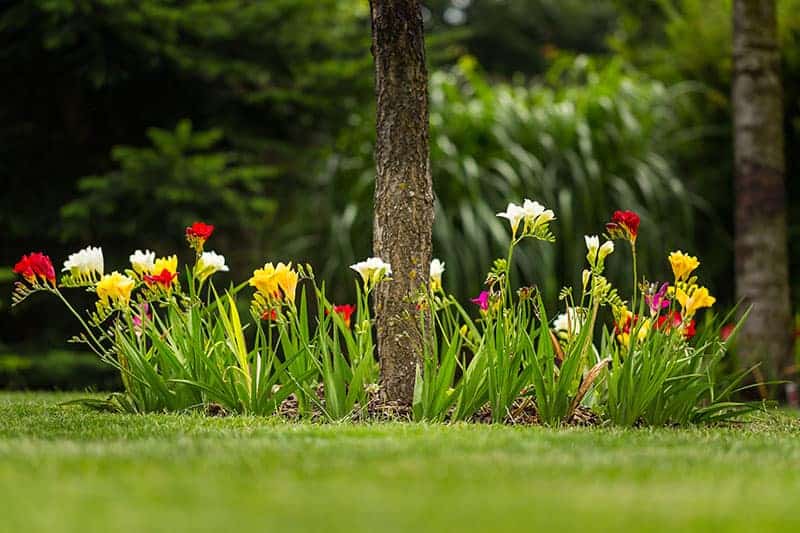 Flower Bed Around a Tree