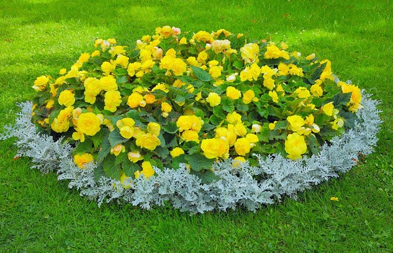 Oval Flower Bed