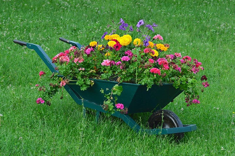 Upcycled Wheelbarrow Raised Bed