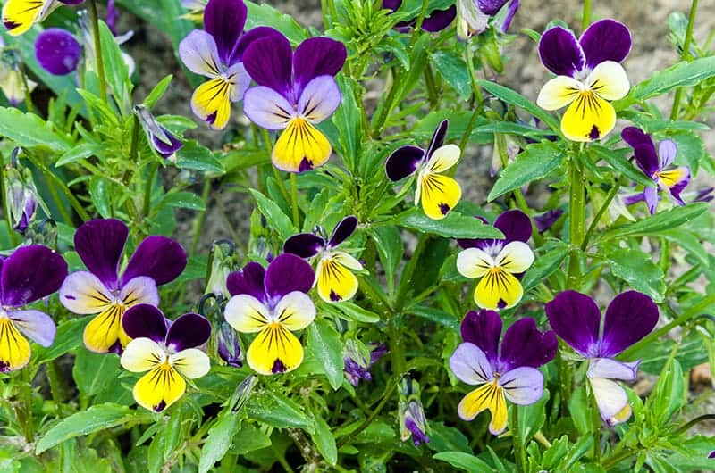 Peter Ferguson: Purple And Yellow Flowers Names And Pictures : 50 Types