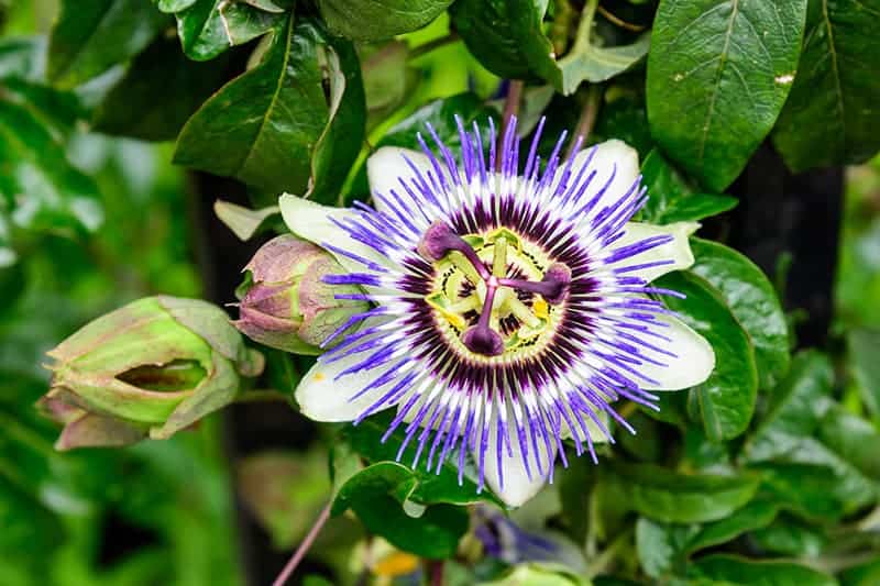 9 Flowers That Start With Letter P Pictures Care Guide Trees Com
