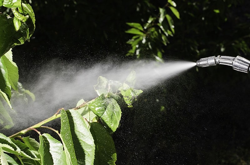 Spray chelated iron mix liberally on the foliage of the entire affected plant