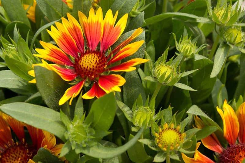 Gaillardia aristata in garden