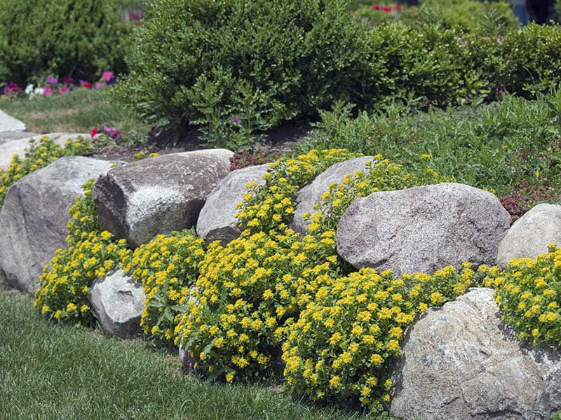 Gray Gravel Border