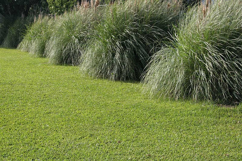 Decorative Plants