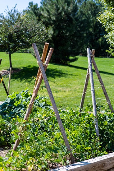 TeePee Pole Bean Trellis