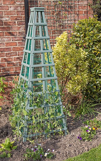 French Tuteur / Obelisk Trellis