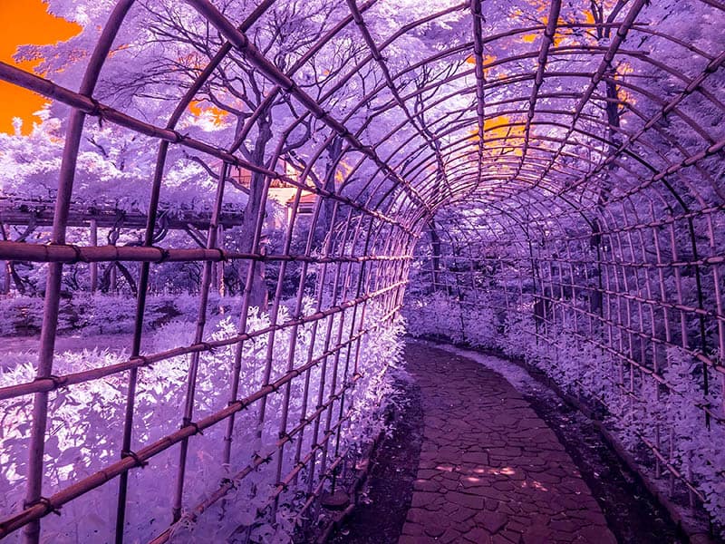 Japanese-Style Bamboo Trellis or Pergola