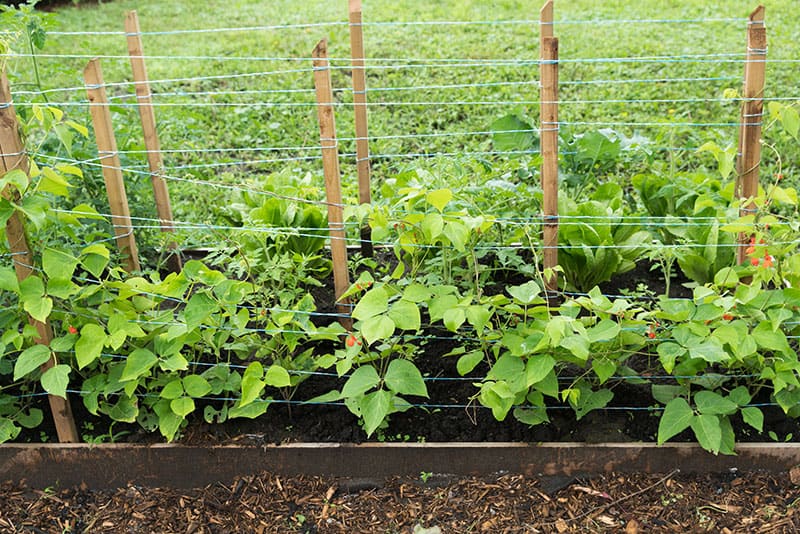 Pole and Wire Trellis