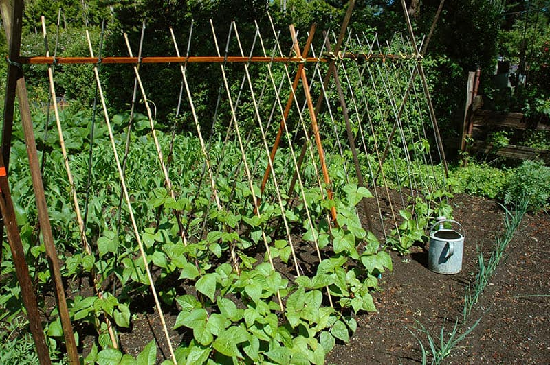 Tent Veggie Support Trellis