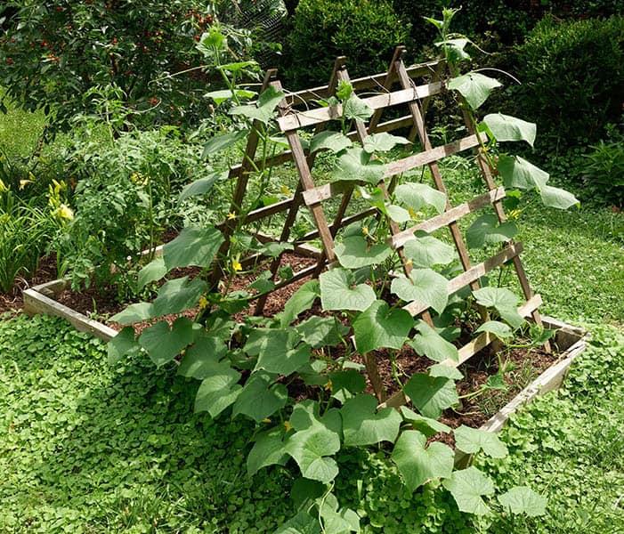 The Two-Side Garden Trellis