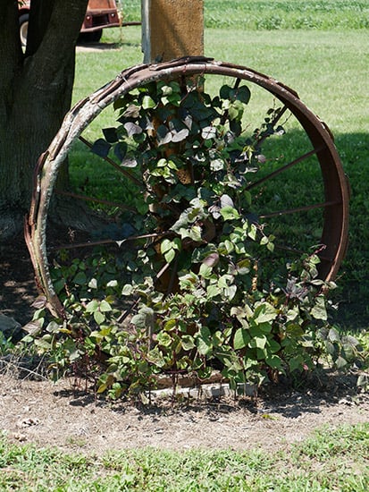 Wagon Wheel Trellis